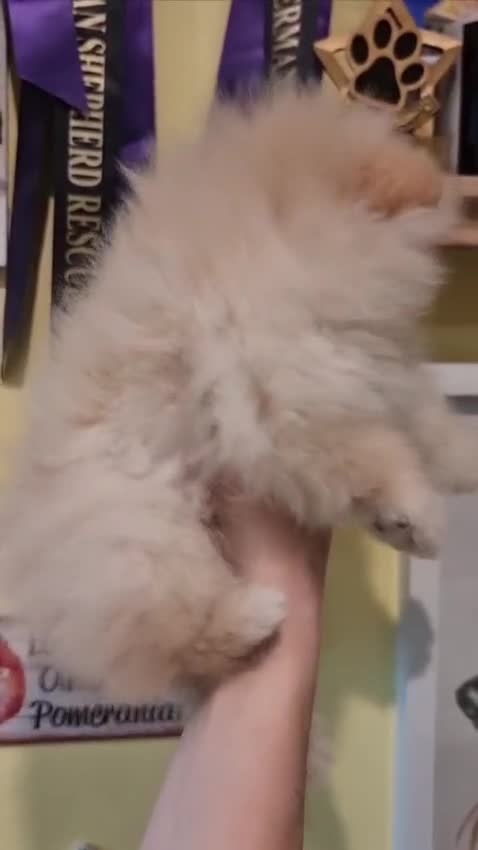 Pomeranian dogs for sale: Luxury Pomeranian Puppies for sale!!! - Video 5