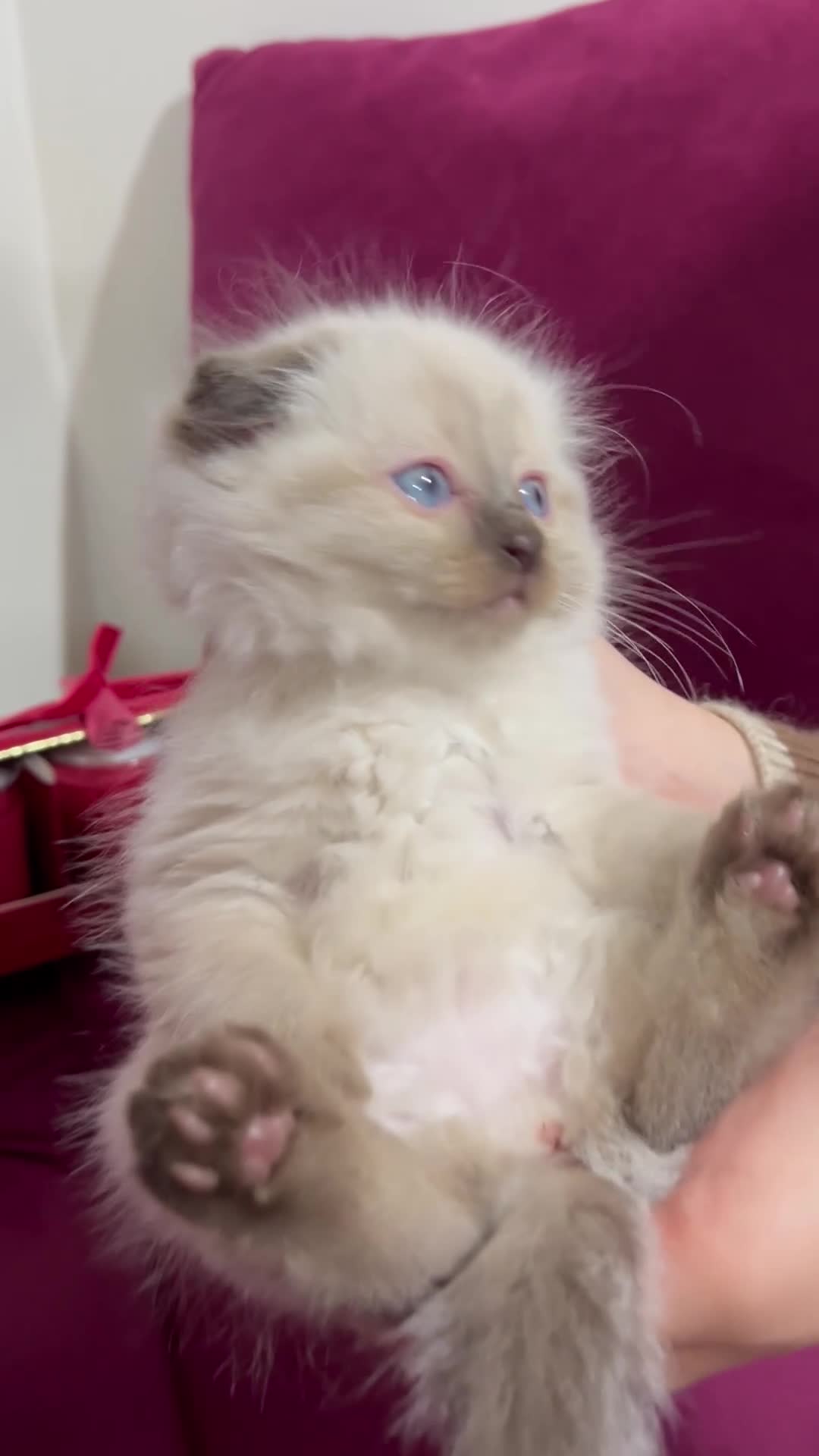 Scottish Fold cats for sale: Beautiful Scottish fold🌹☺️ - Video 1