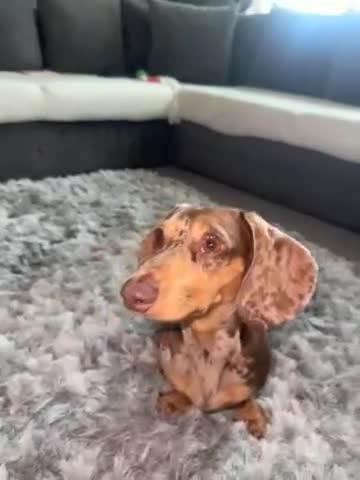 Miniature Dachshund dogs for stud: Mr Hugo  in Gravesend - Video 1