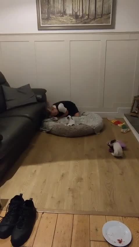 Jack Russell dogs for sale: Short leg pure bred jacks Russel original type .  - Video 1