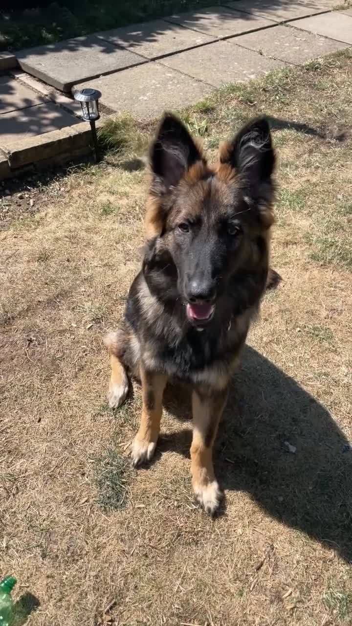 German Shepherd dogs for sale: Female german shepherd  in Derby - Video 1