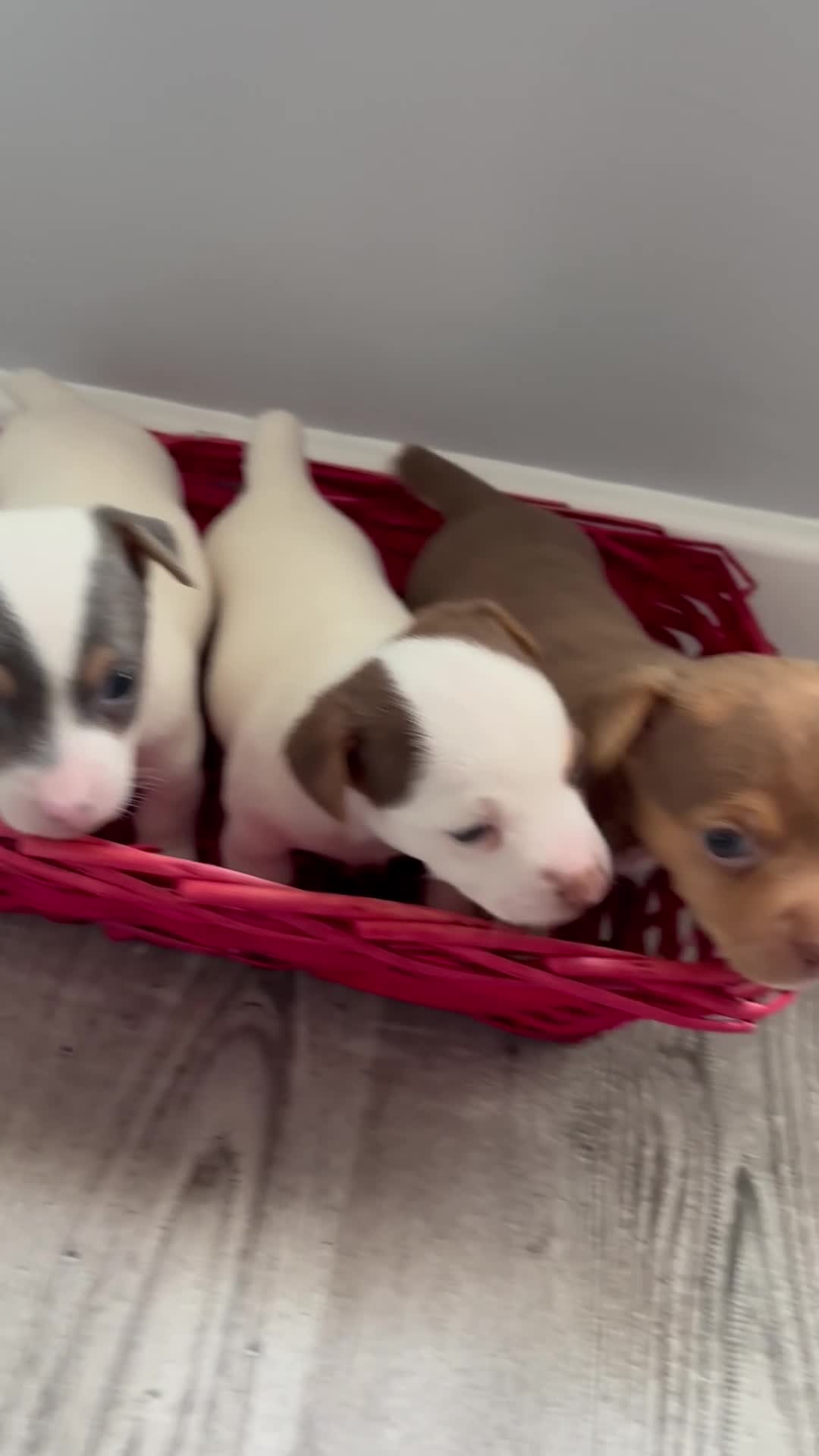 Jack Russell dogs for sale: Miniature Jack Russell’s   - Video 1