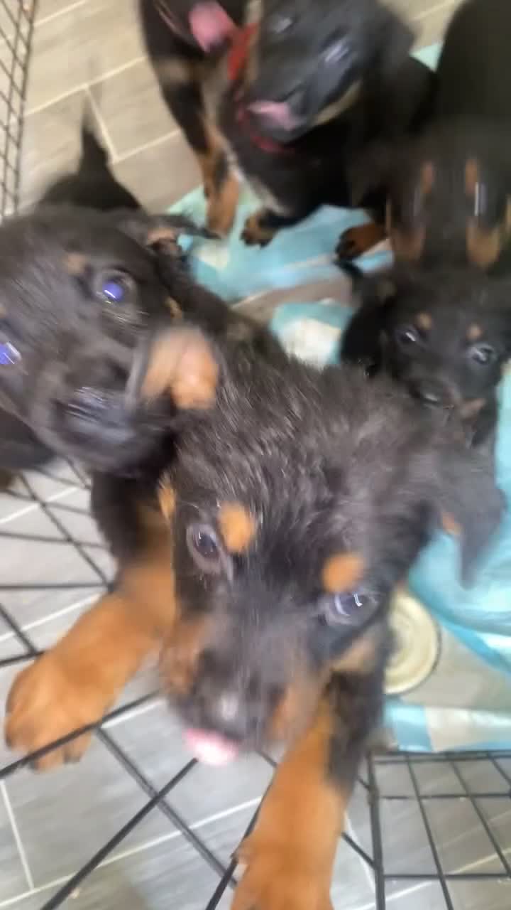 Rottweiler dogs for sale: Lewis Ballington - Video 3