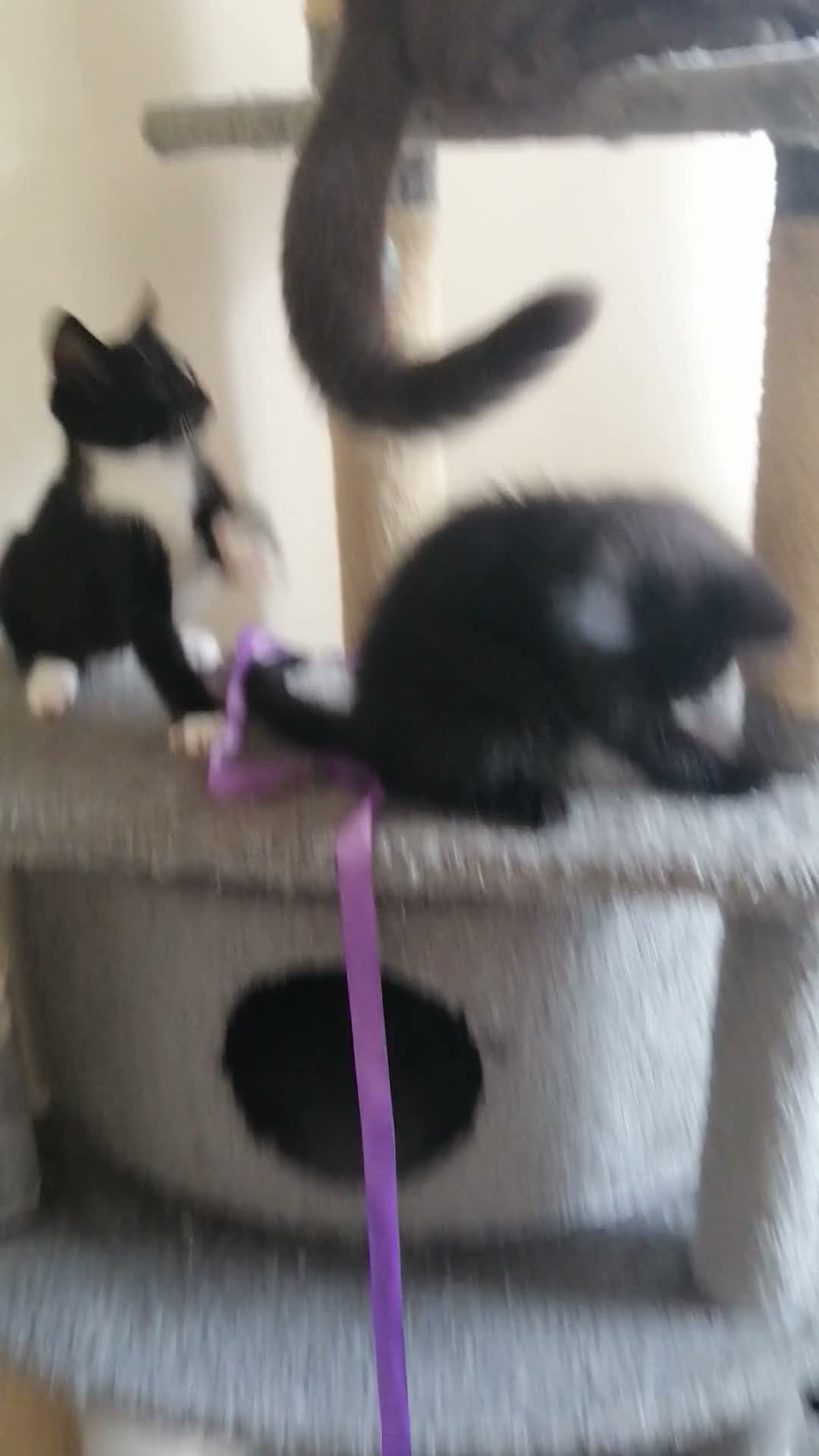 Mixed Breed cats for sale: wonderful kittens😻 - Video 3