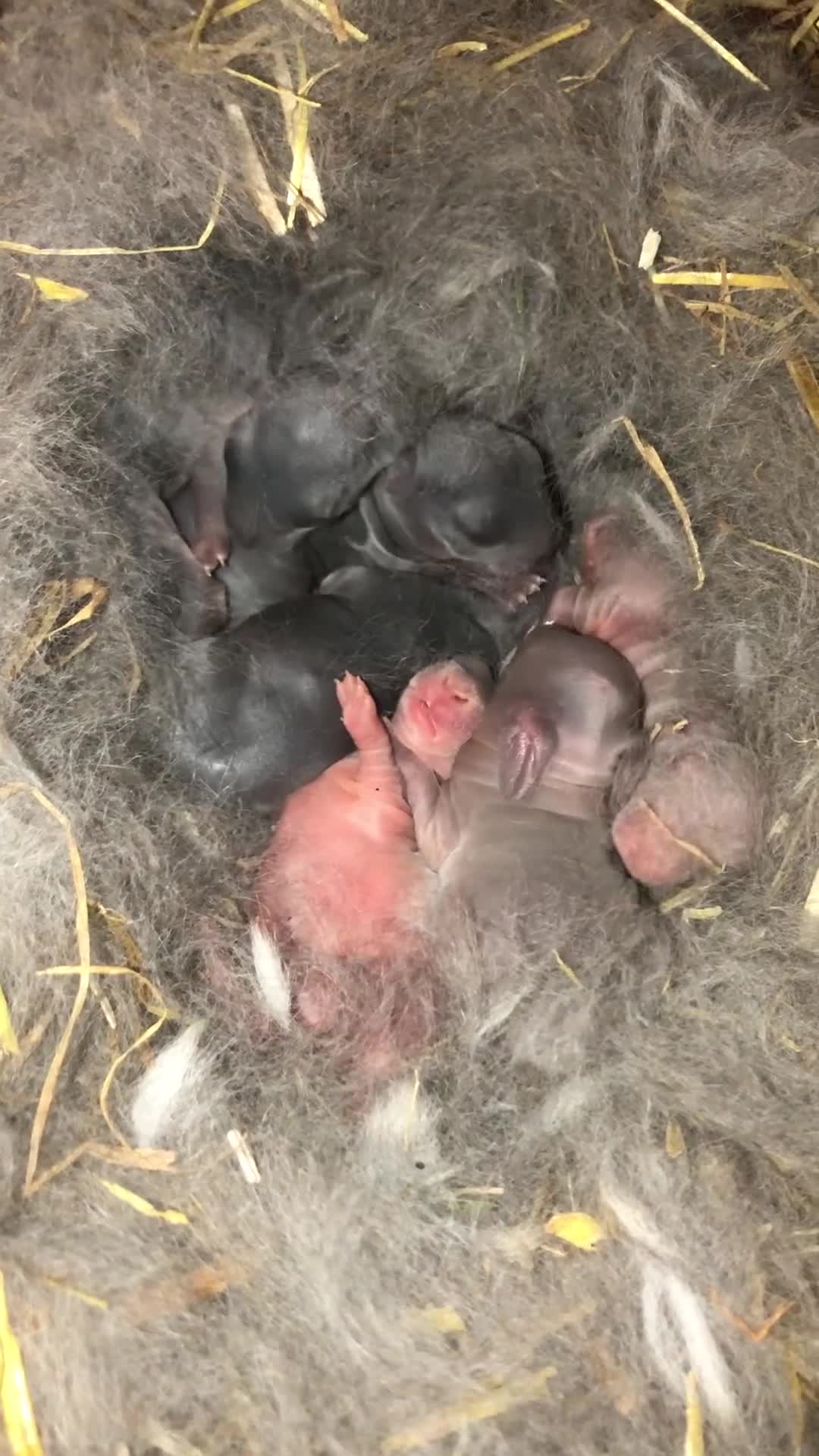 Rex rabbits for sale: Beautiful Pure Breed Velvet Mini Rex babies 🐰  - Video 2