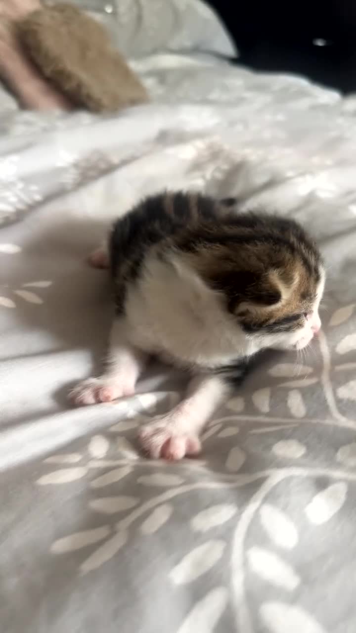 Mixed Breed cats for sale: 1 Male kitten available  in Plymouth - Video 1