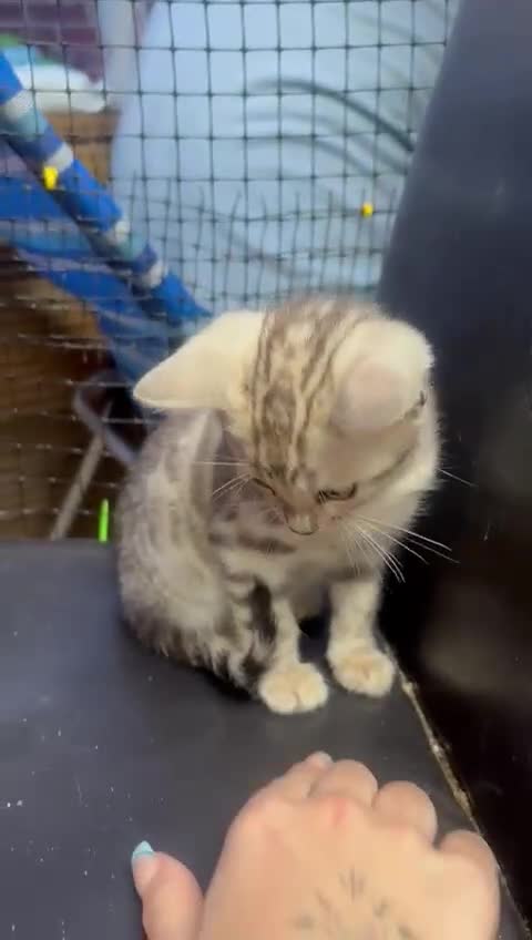 Bengal cats for sale: F1 snow bangle  - Video 3