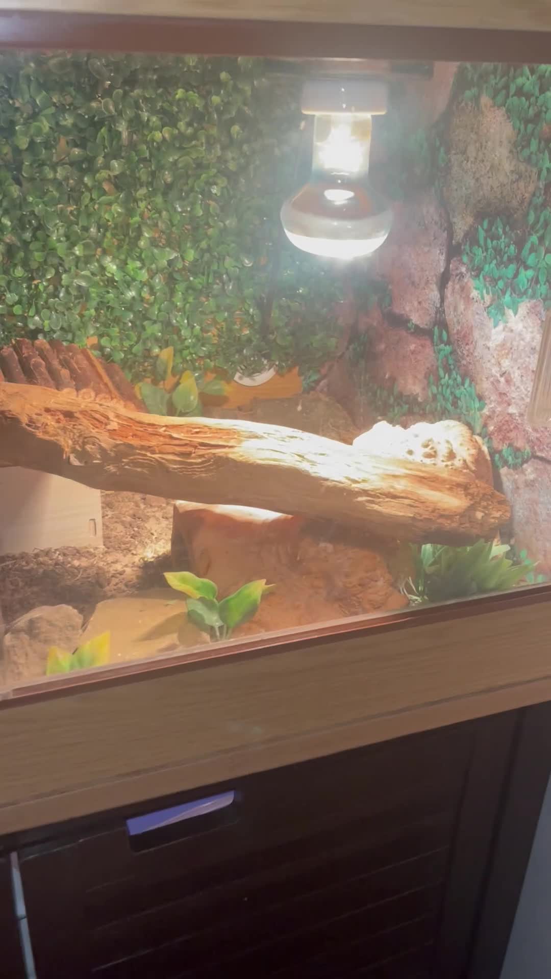 Gecko reptiles for sale: Leopard gecko and tank - Video 2