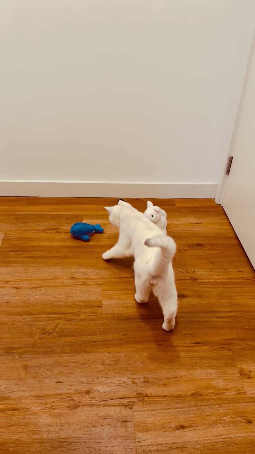 British Shorthair cats for sale: PRICE NEGOTIABLE | British Shorthair Boy Leo - Video 1