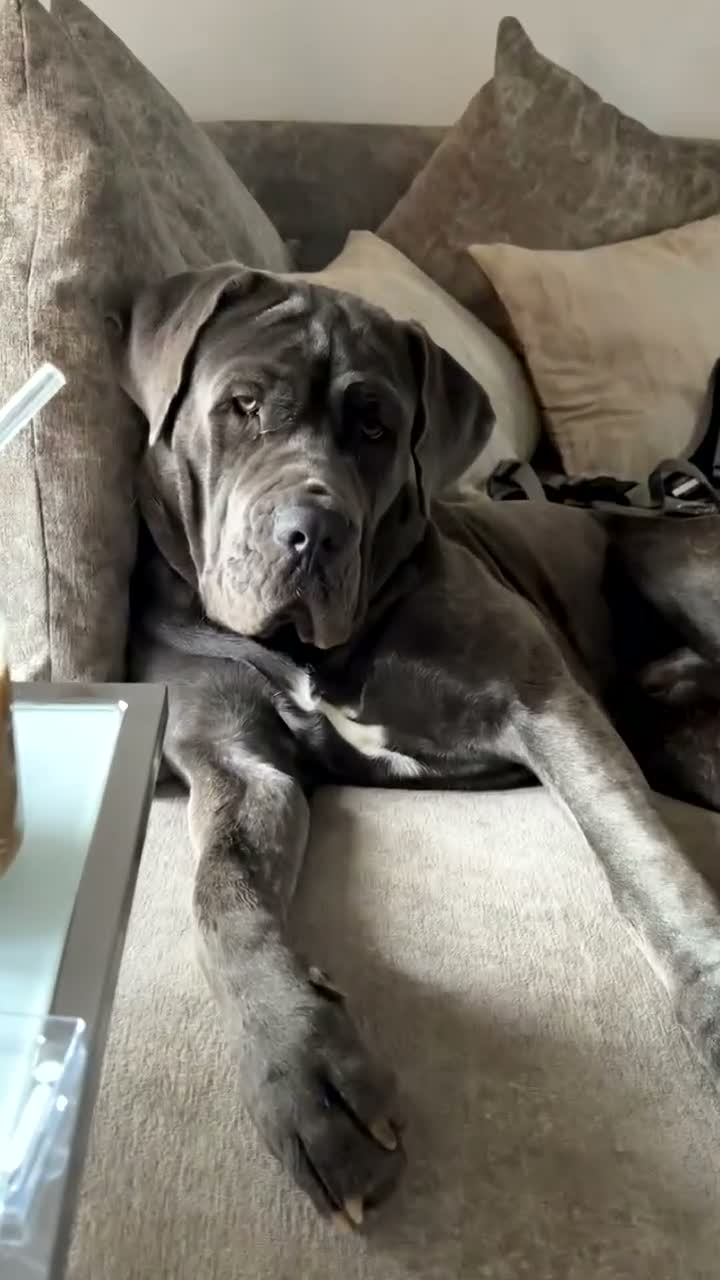 Neapolitan Mastiff dogs for stud: 🐾 STUD AVAILABLE 🐾 - Video 5