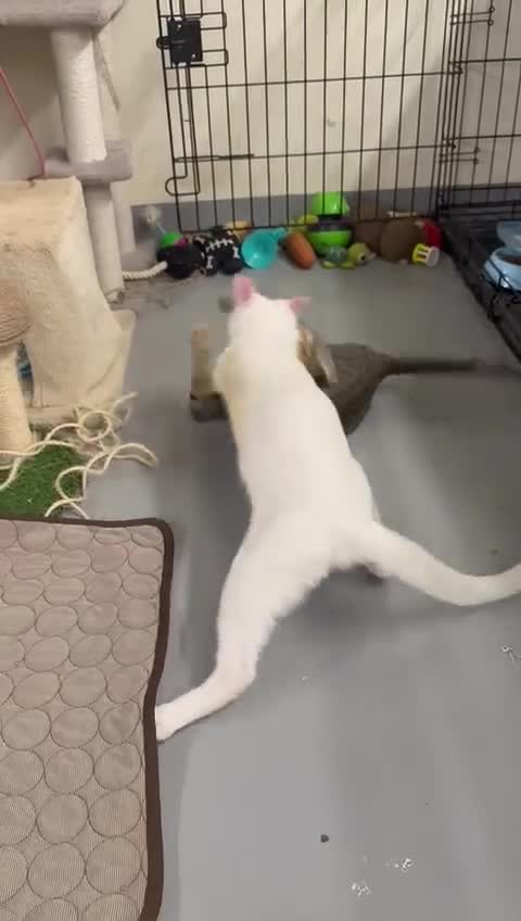 Domestic Shorthair cats for sale:  Parker & Pika – the sweetest sibling duo - Video 2