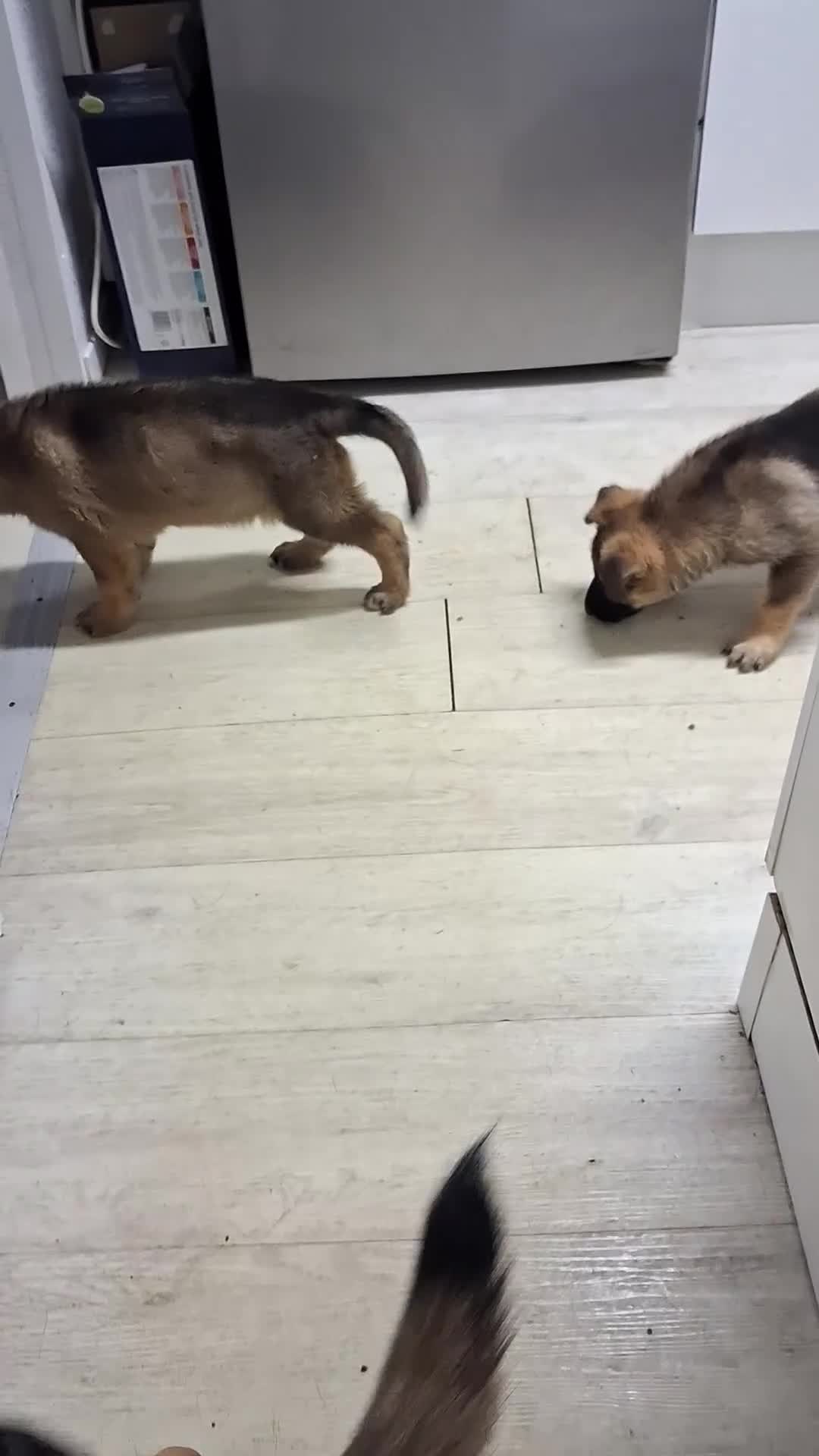 German Shepherd dogs for sale: APPROVED GSD PUPPIES,BLACK AND TAN,SABLE,SEE ALL P - Video 2