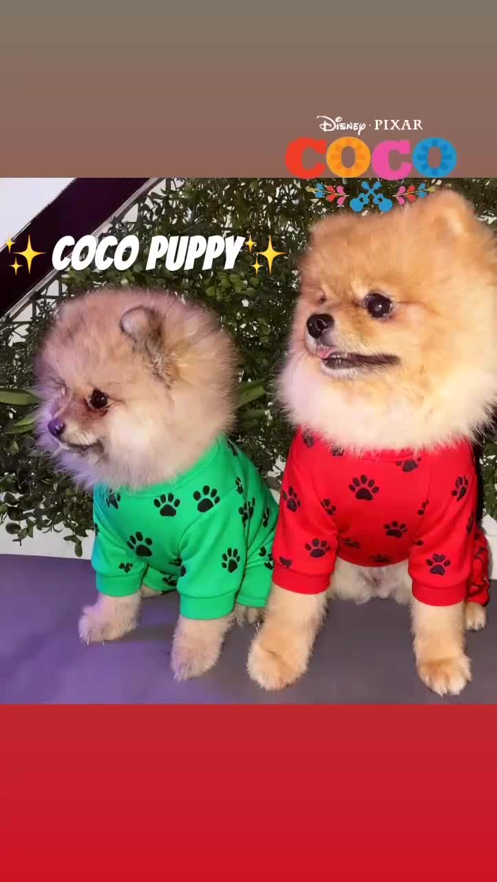 Pomeranian dogs for stud: 💙✨BLUE EYES & Hazel 👀 Poms 🐶EXPERIENCED STUDS🏆 in Bedford - Video 5