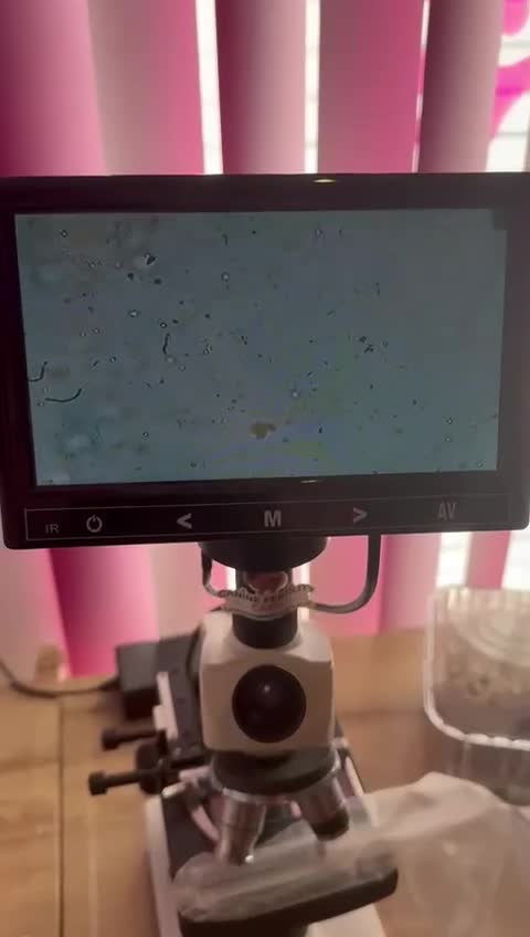 Golden Retriever dogs for stud: Golden retriever stud - Video 1