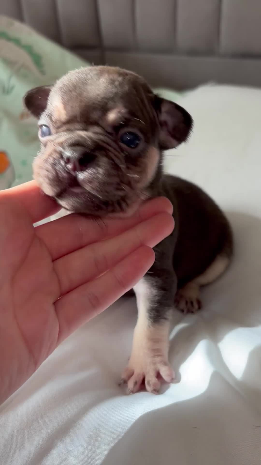 French Bulldog dogs for sale: Gorgeous French bulldogs  - Video 2