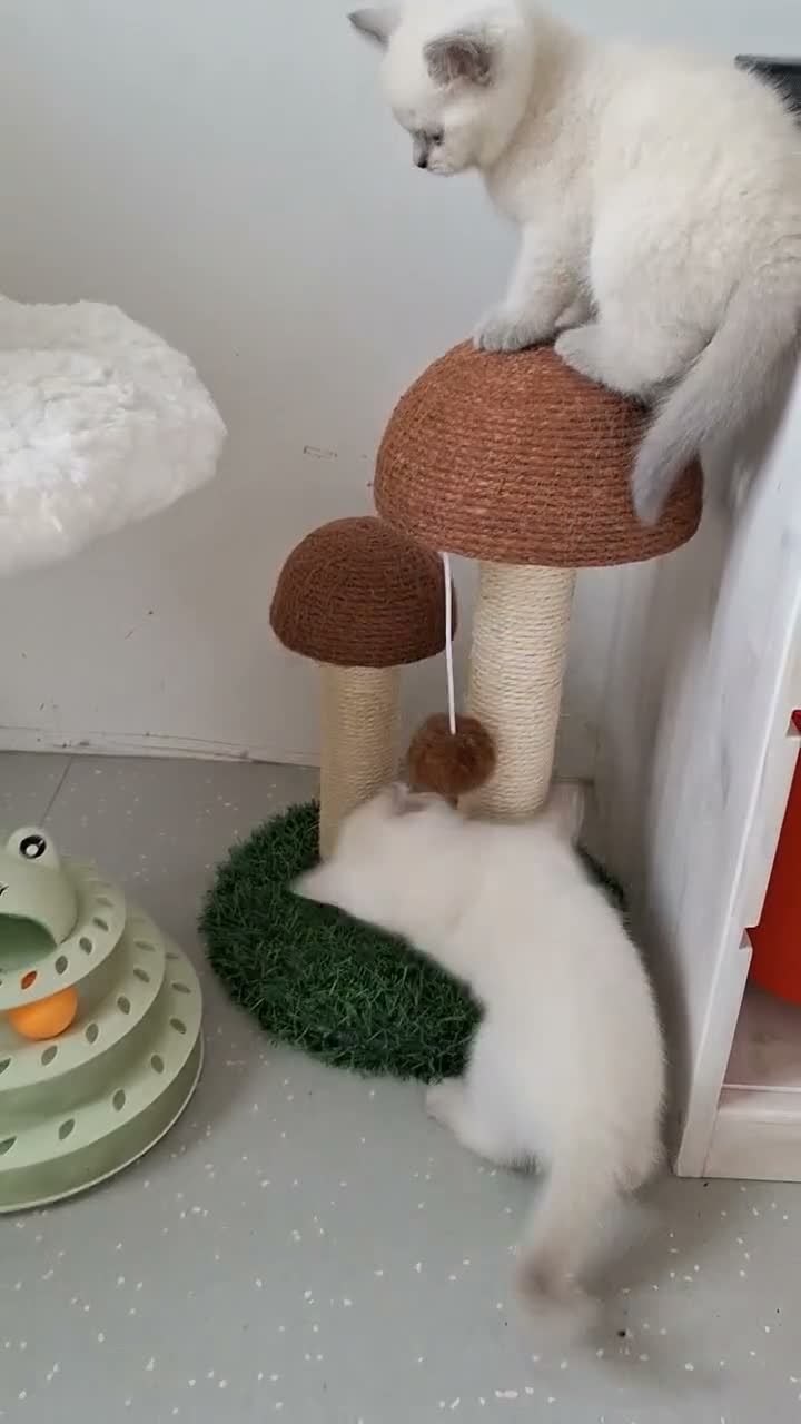British Shorthair cats for sale: 🥳 BSH kitten, Colour point boy left 😺💕, London  - Video 2