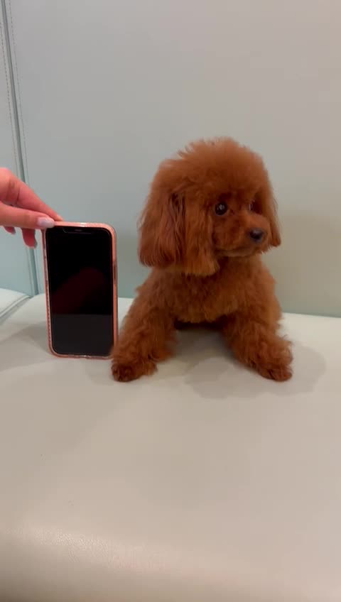 Toy Poodle dogs for stud: Asian Micro Poodle For Stud  in Stevenage - Video 1