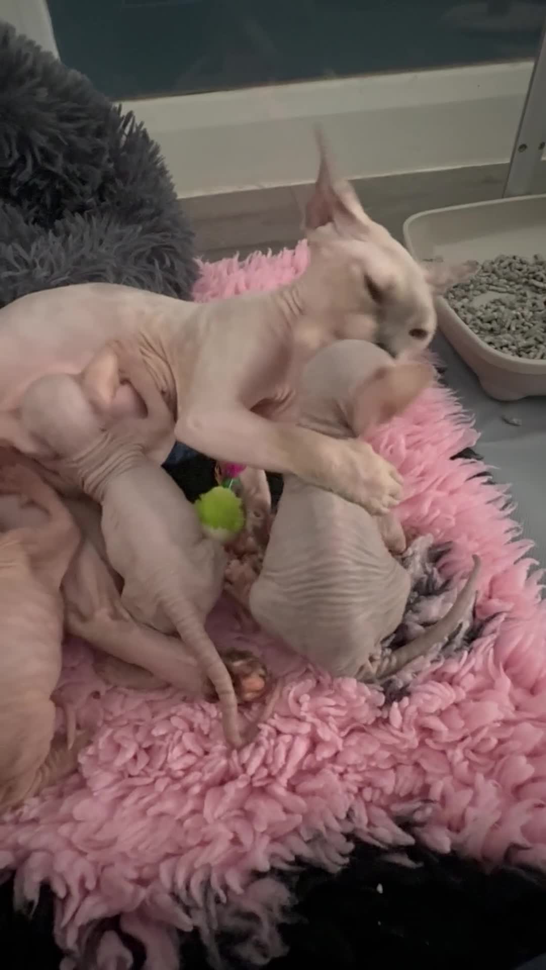 Sphynx cats for sale: Canadian Sphynx kittens - Video 1