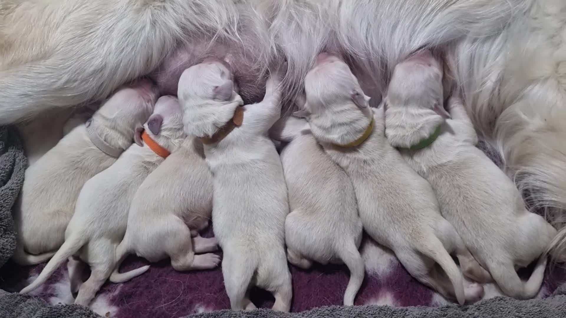 Golden Retriever dogs for sale: Golden Retriever Pups-FULLY HEALTH TESTED PARENTS  - Video 2