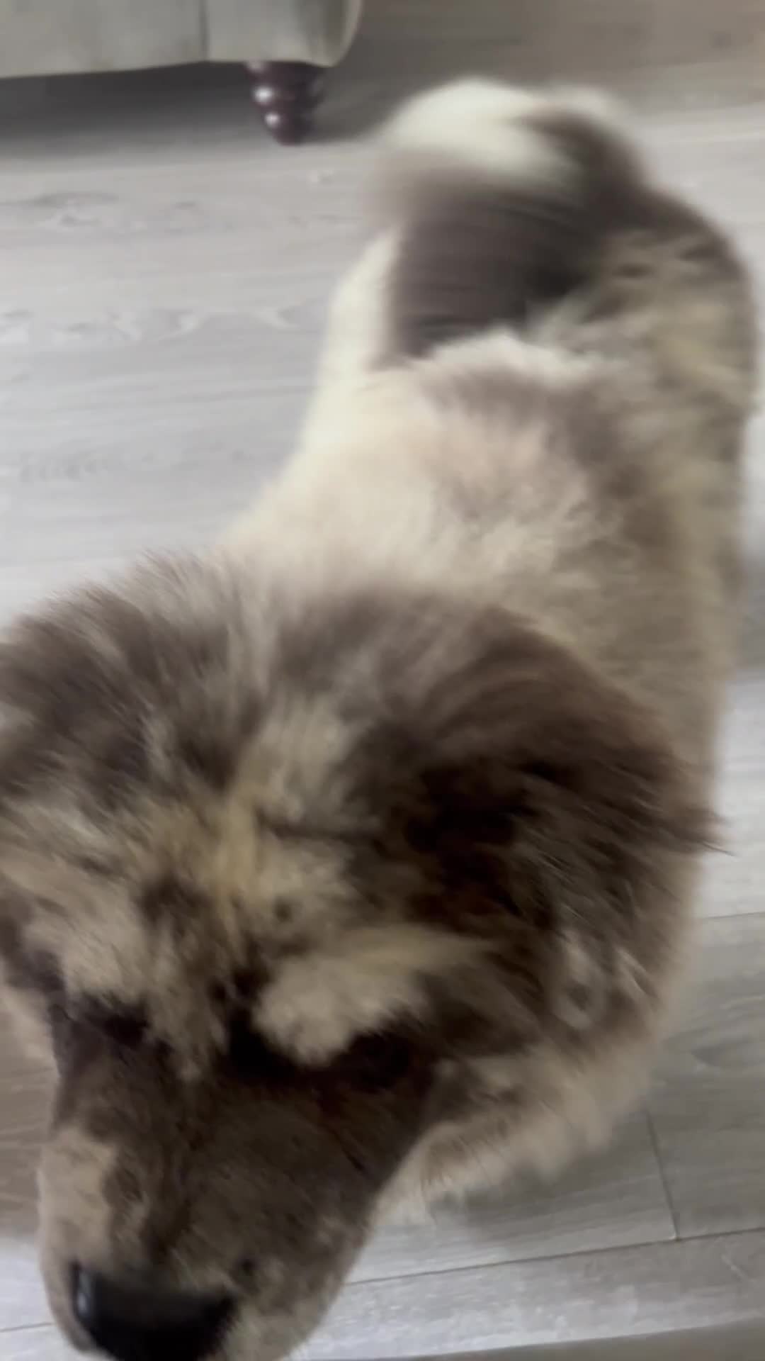 Chow Chow dogs for sale: Merle Chow Chow Puppys Last One Remaining Now ! in Orpington - Video 1