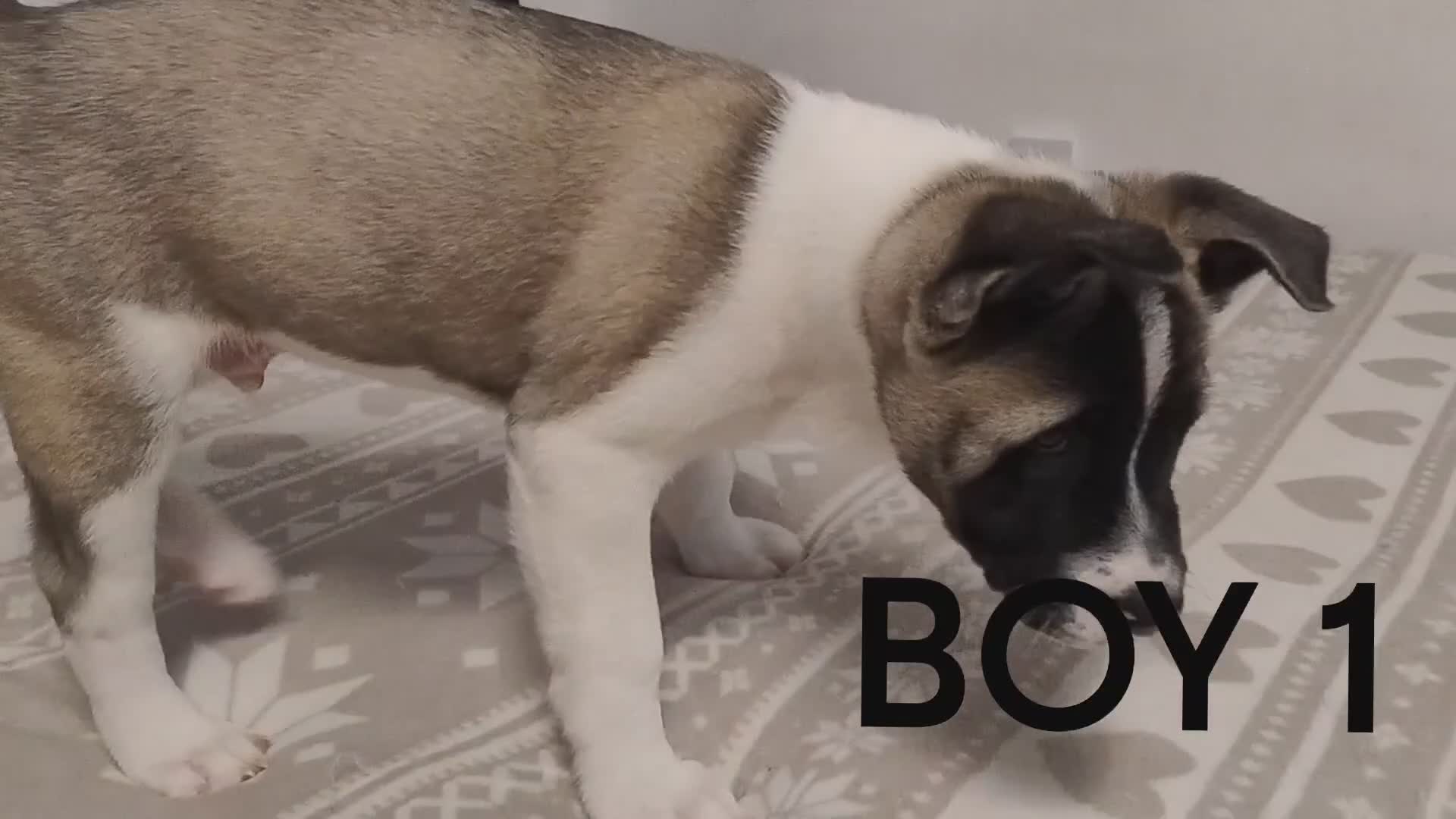 Akita dogs for sale: Three Beautiful American Akita Girls for sale - Video 3