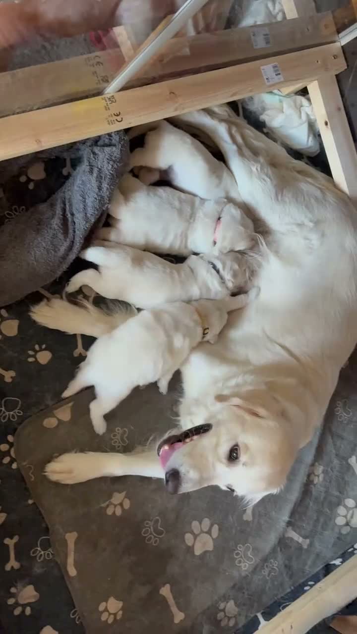Golden Retriever dogs for sale: Stunning Cream Golden Retriever Puppies  - Video 1