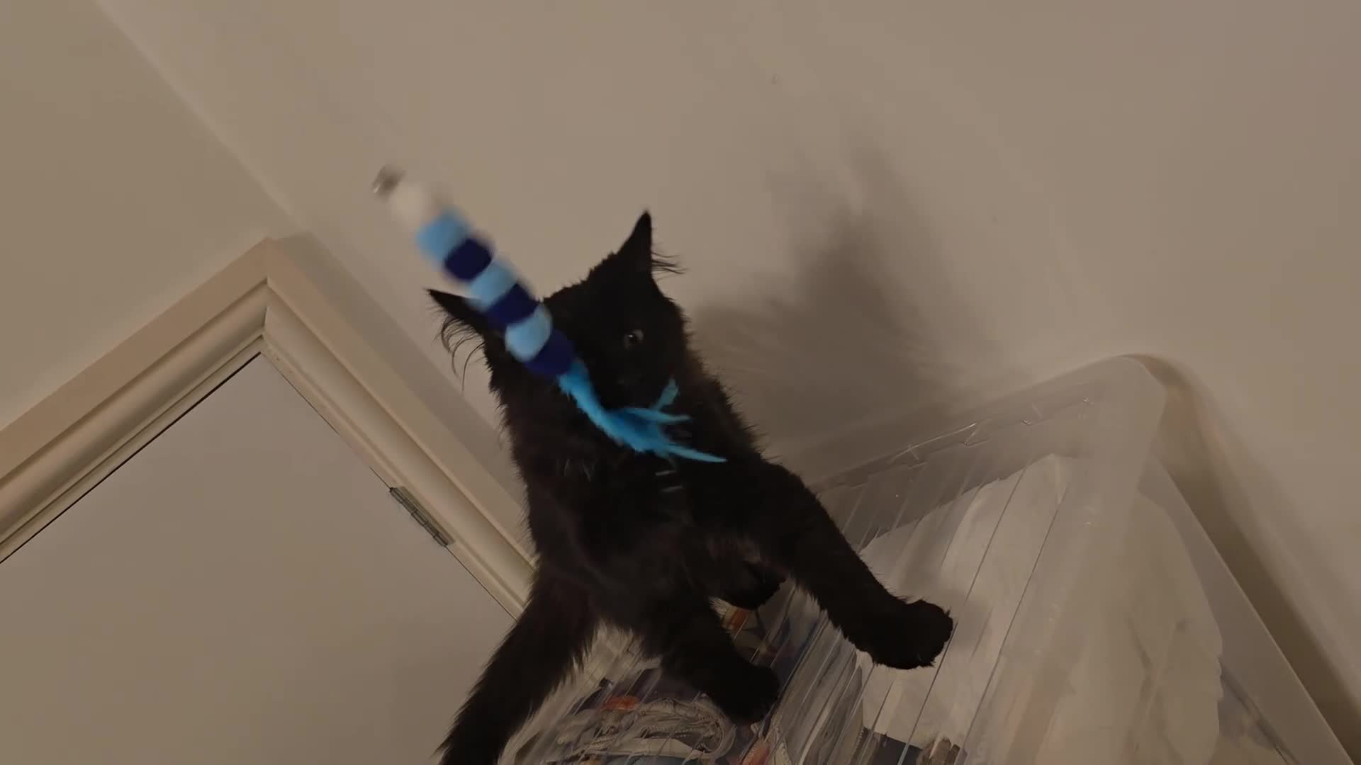 Maine Coon cats for sale: Last gorgeous Maine Coon  - Video 1