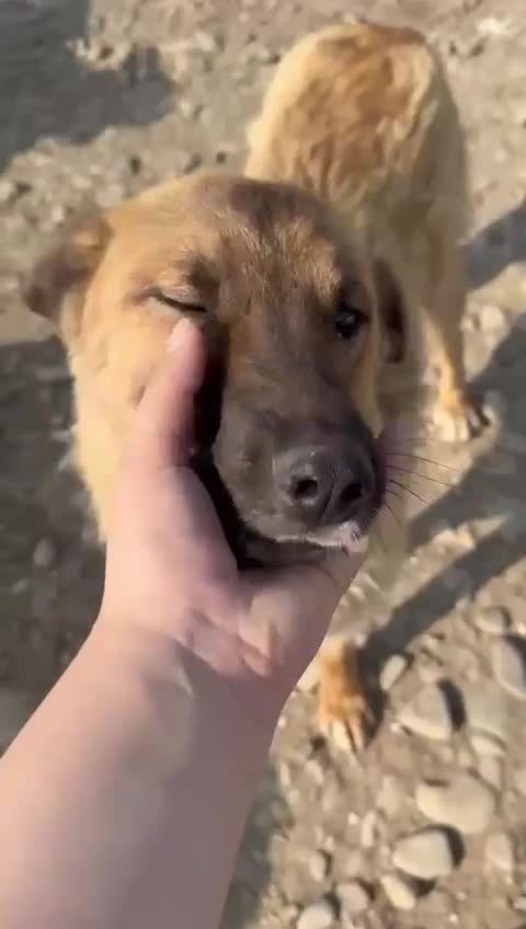 Mixed Breed dogs for adoption: 💝🐾💝🐾GORGEOUS GIRL EPIPHANY-mixed GSD💝🐾 🐾 - Video 1