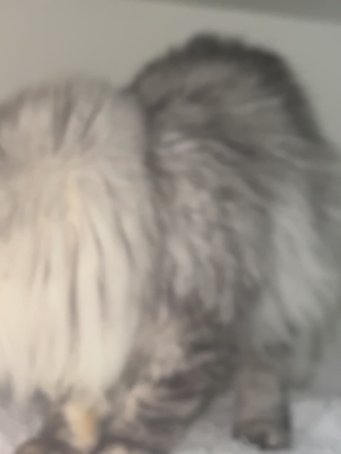 Persian cats for stud: chinchilla Persian proven stud ONLY not for sale  - Video 2