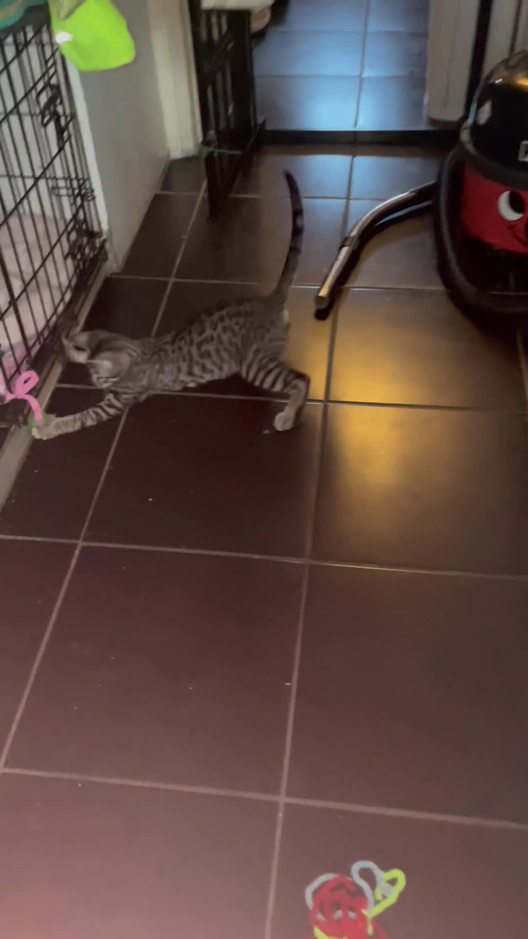 Bengal cats for sale: ♥️IAM ❤️WATCH ALL MY VIDEOS👀FOR MUMMY OR DADDY ❤️ - Video 2