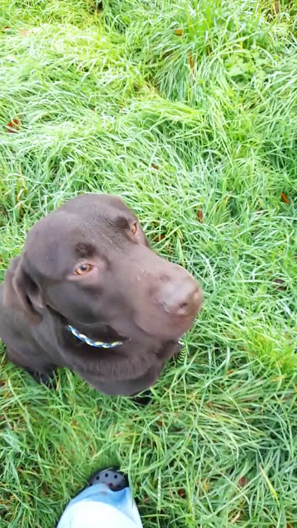 Labrador Retriever dogs for stud: KC fully tested Choc Labrador Stud in Bicester - Video 1
