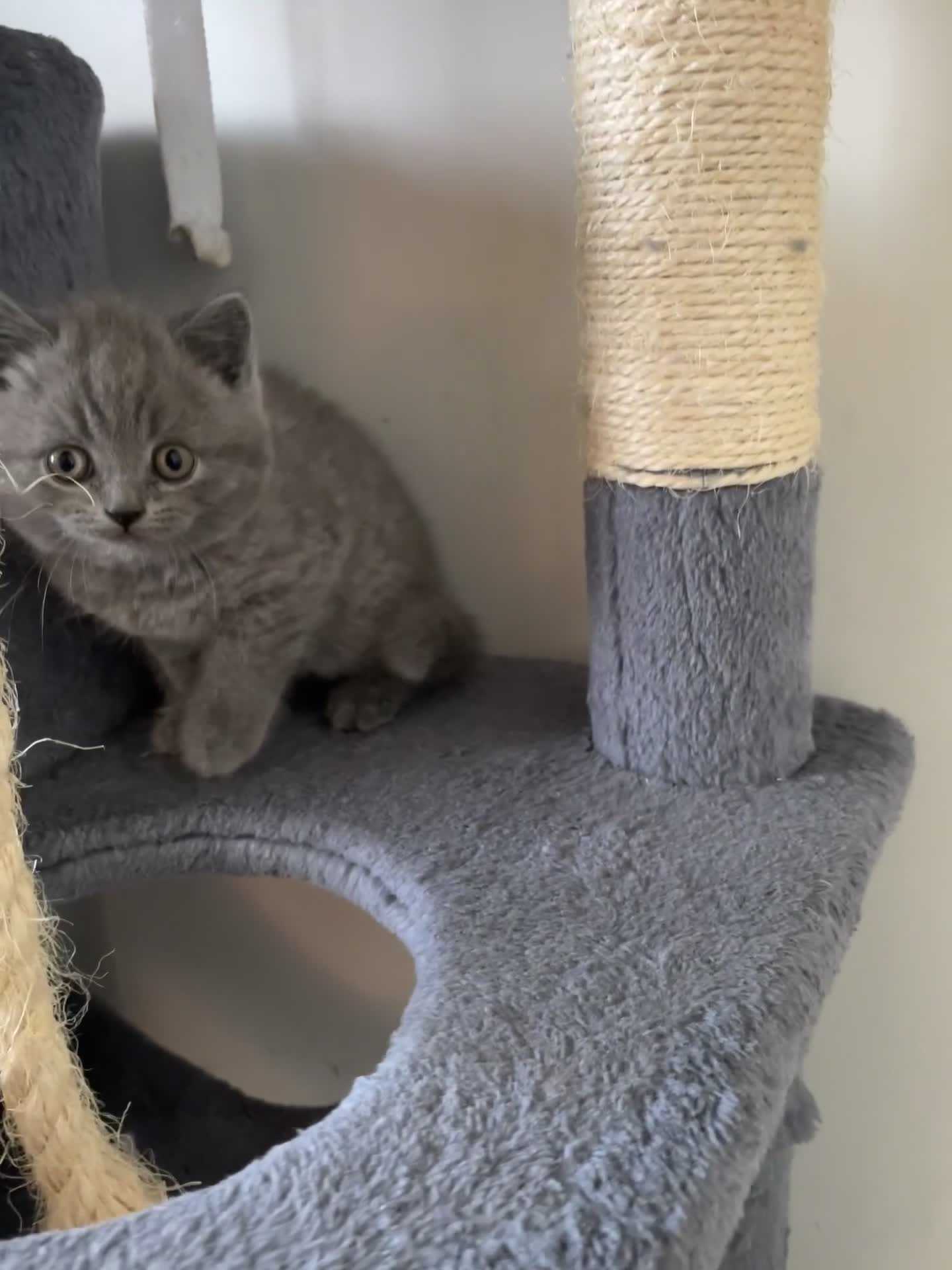 British Shorthair cats for sale: Wonderful, fluffy British Shorthair kittens - Video 1