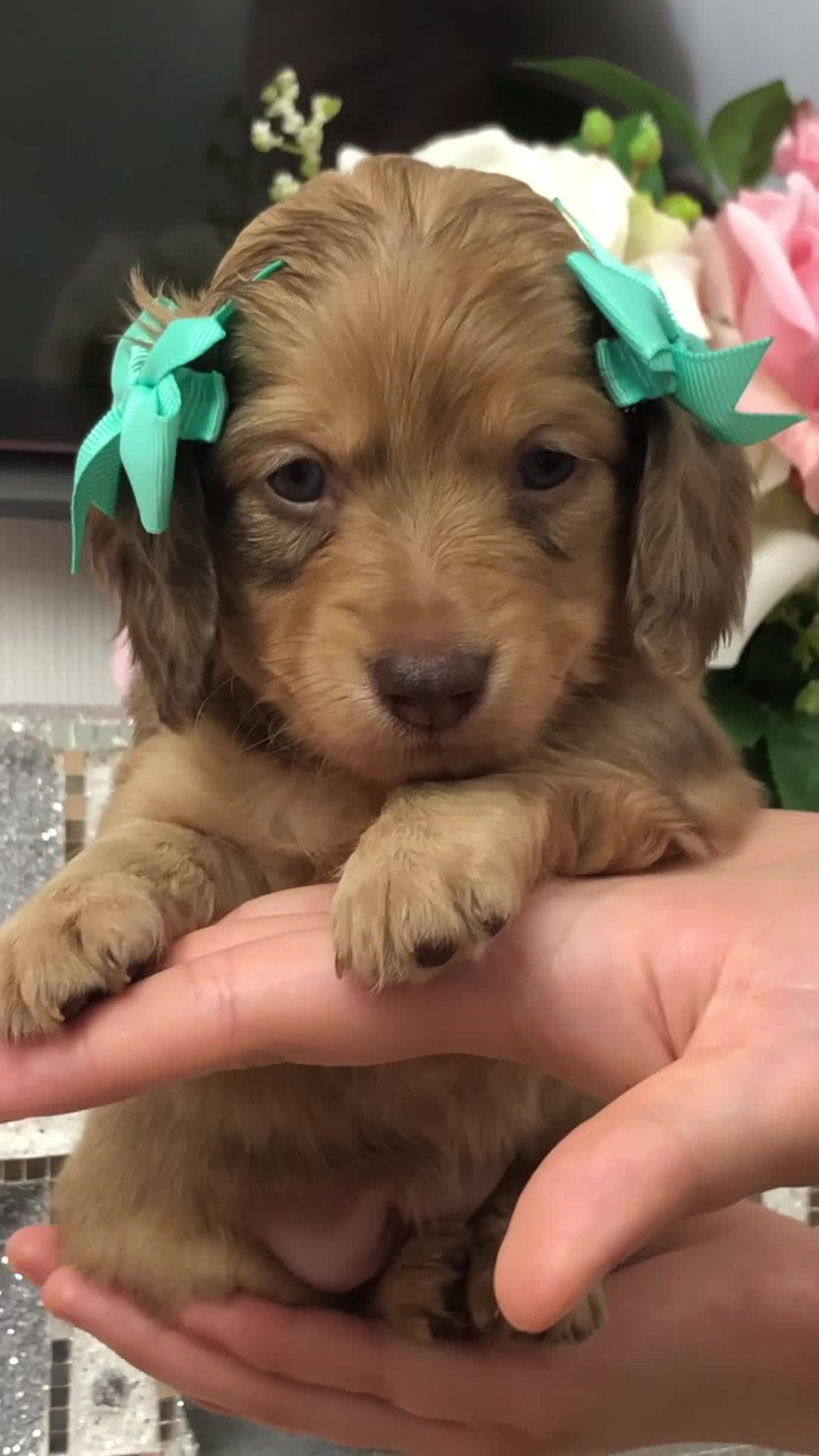 Miniature Dachshund dogs for sale: 𝕃𝕠𝕟𝕘 𝕙𝕒𝕚𝕣𝕖𝕕 𝕔𝕣𝕖𝕒𝕞 𝕡𝕦𝕡𝕡𝕚𝕖𝕤 🧸 - Video 1