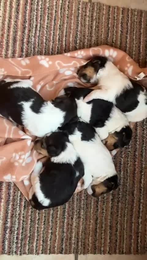 Fox Terrier dogs for sale: Fox Terrier wire haired - Video 1