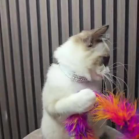 Ragdoll cats for sale: TICA Stunning Championship Line Ragdolls  - Video 1