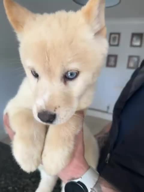 Mixed Breed dogs for sale: Beautiful females chowski puppies  in Maesteg - Video 4