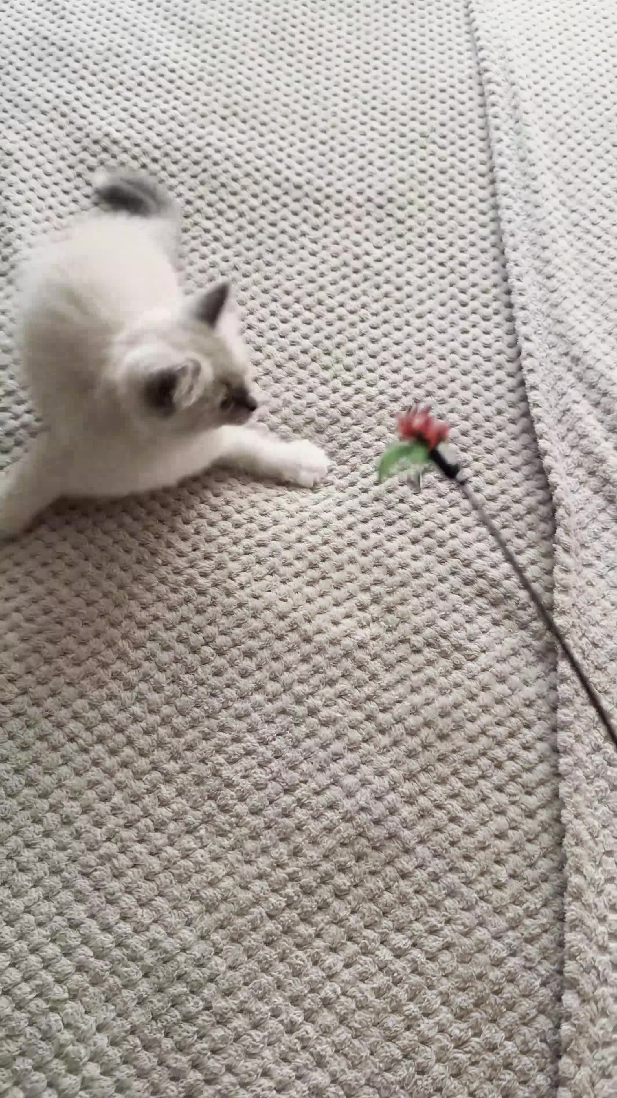 Ragdoll cats for sale: Beautiful Blue Point Mitted Ragdoll Boy - Video 1