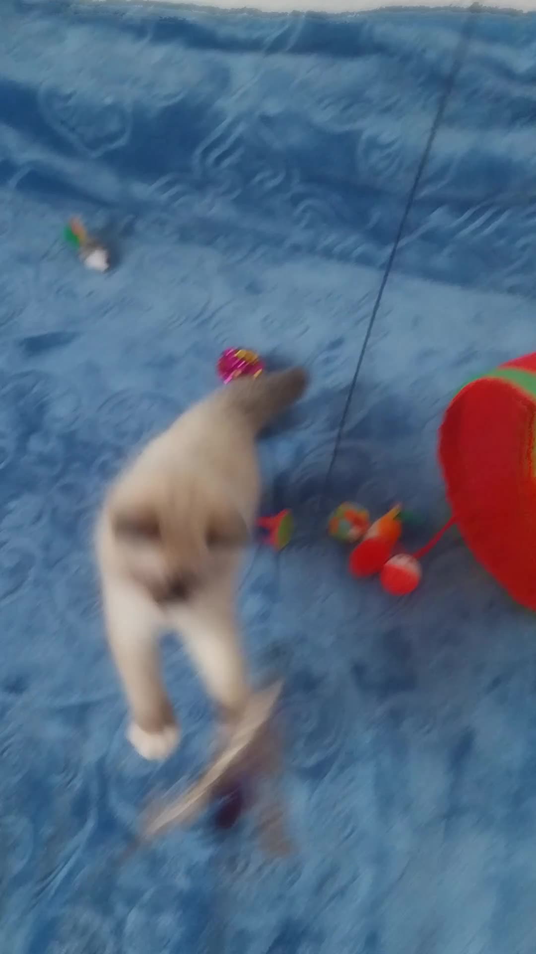 Ragdoll cats for sale: Adorable lovely ragdoll girl. - Video 3