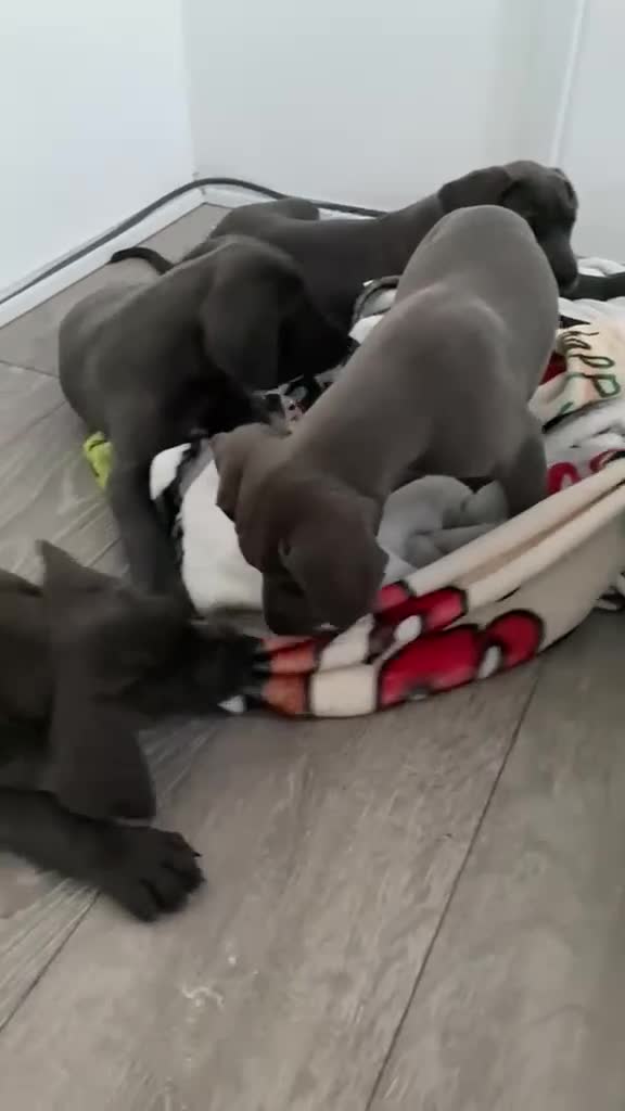 Great Dane dogs for sale: Blue Great Dane puppies  - Video 1
