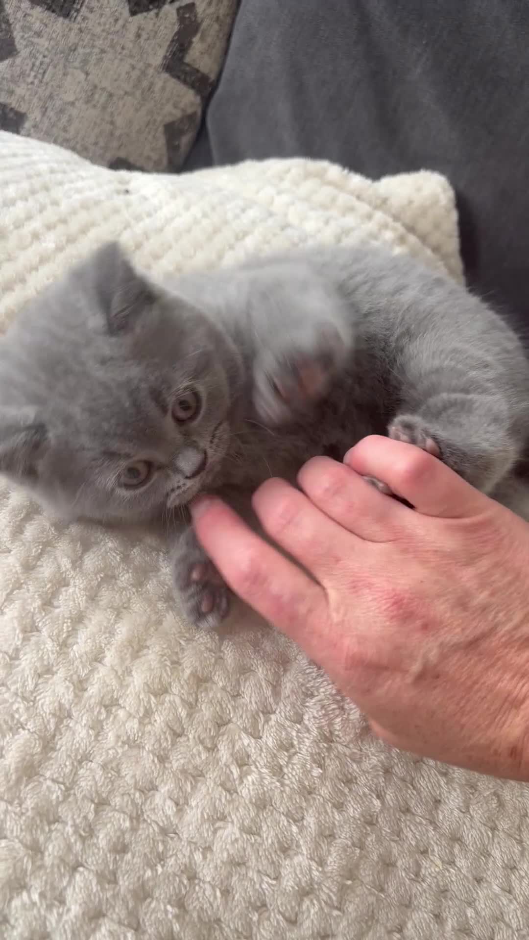 British Shorthair cats for sale: 5 beautiful British shorthair Kittens for sale  - Video 3