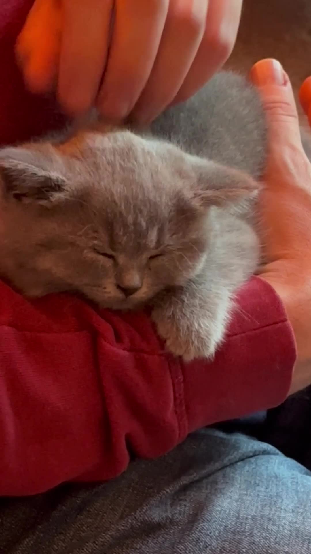 British Shorthair cats for sale: Beautiful fluffy British blue babies ready at  **  - Video 3