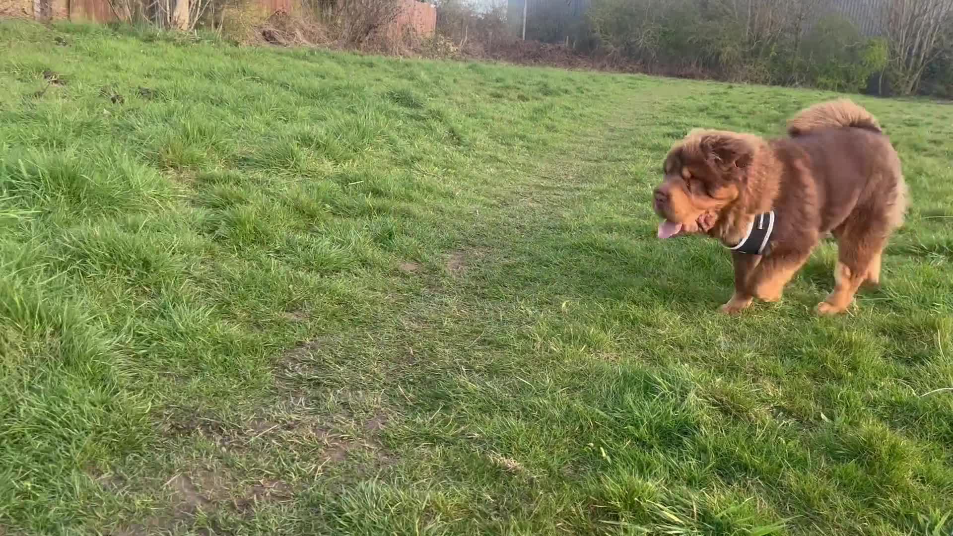 Shar Pei dogs for stud: Choc and tan top quality Sharpei stud  - Video 4