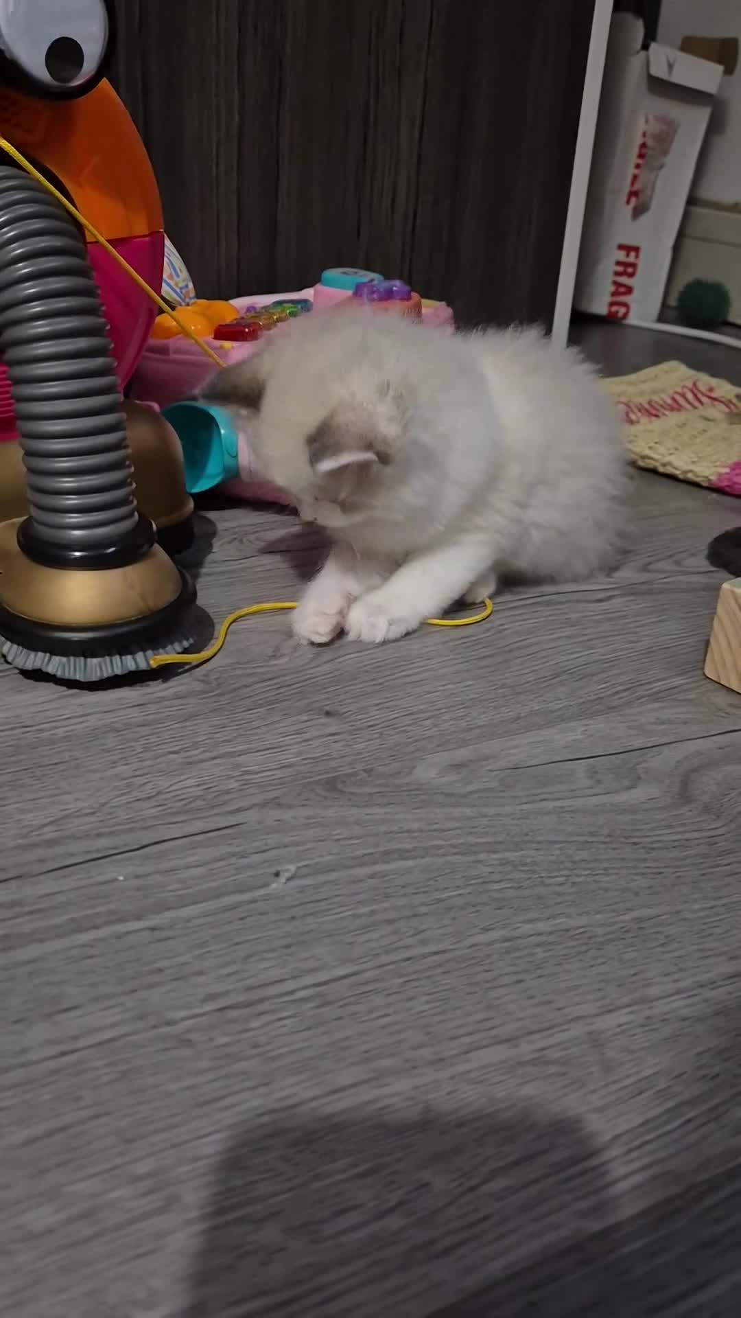 Ragdoll cats for sale: Two Ragdoll kittens - Video 2