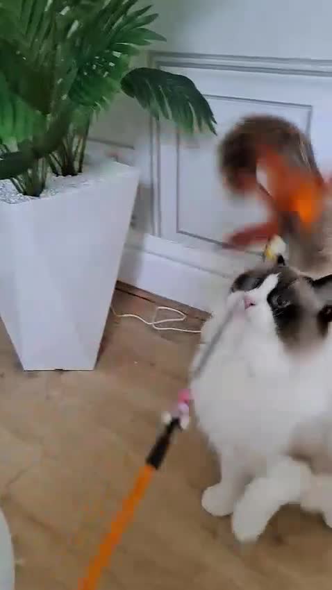 Ragdoll cats for sale: Premium Seal Bicolour  Ragdoll Boys 💖💖💖 - Video 4