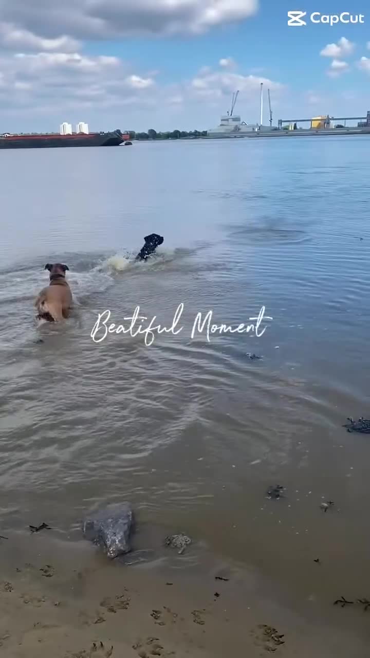 Cane Corso dogs for sale: Cane corsos puppies  - Video 2