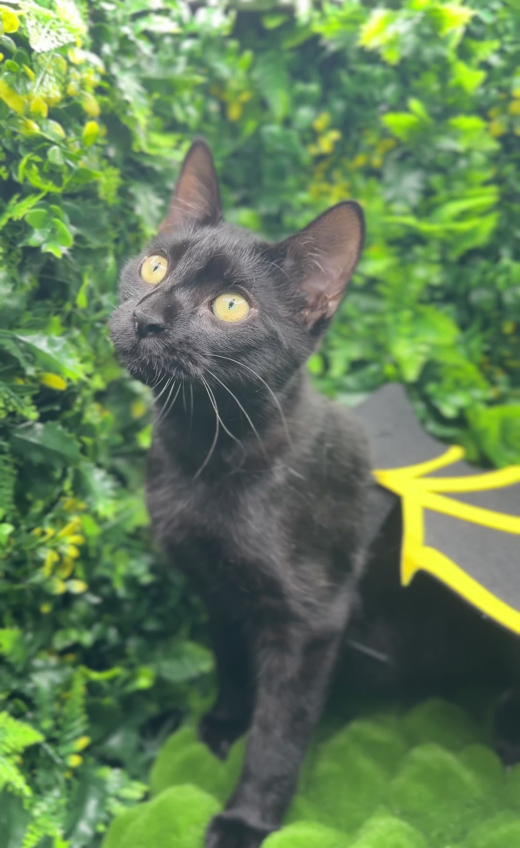 Egyptian Mau cats for sale: TICA Registered Smoke Egyptian Mau last 2 females  - Video 2