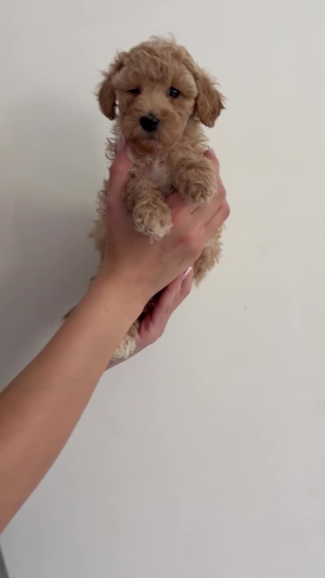 Miniature Poodle dogs for sale: Miniature Poodles LAST GIRL  - Video 1