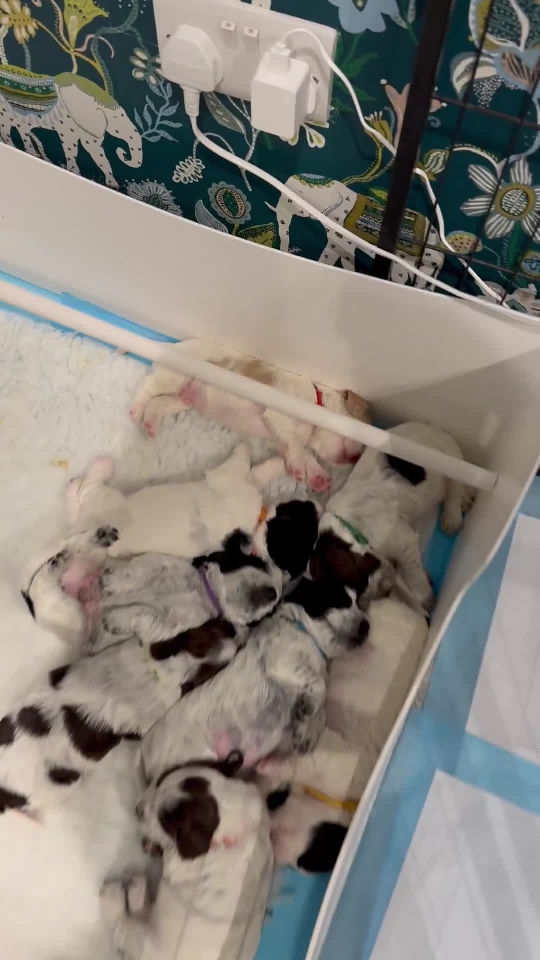 Cocker Spaniel dogs for sale: 8 Beautiful Working Cocker Spaniel Puppies  - Video 1