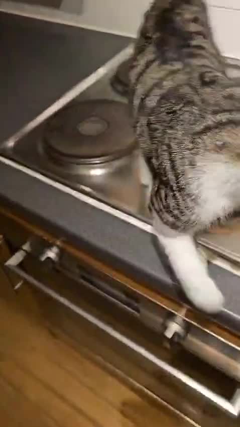 Mixed Breed cats for adoption: Bonded pair of rescue kittens - male - need home in Hook - Video 3