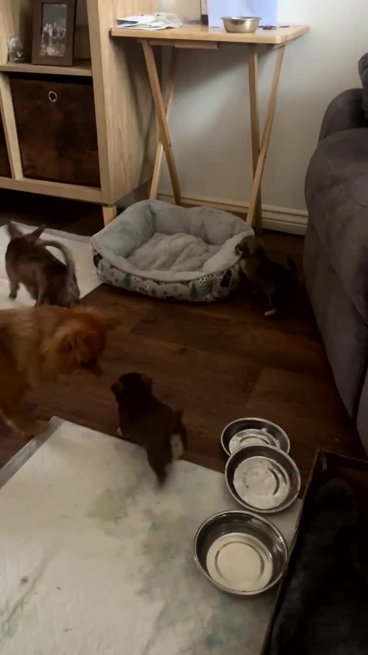 Chihuahua dogs for sale: Chihuahua puppies female BOTH NOW RESERVED  - Video 1